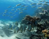 Wadi Gimal - Underwater